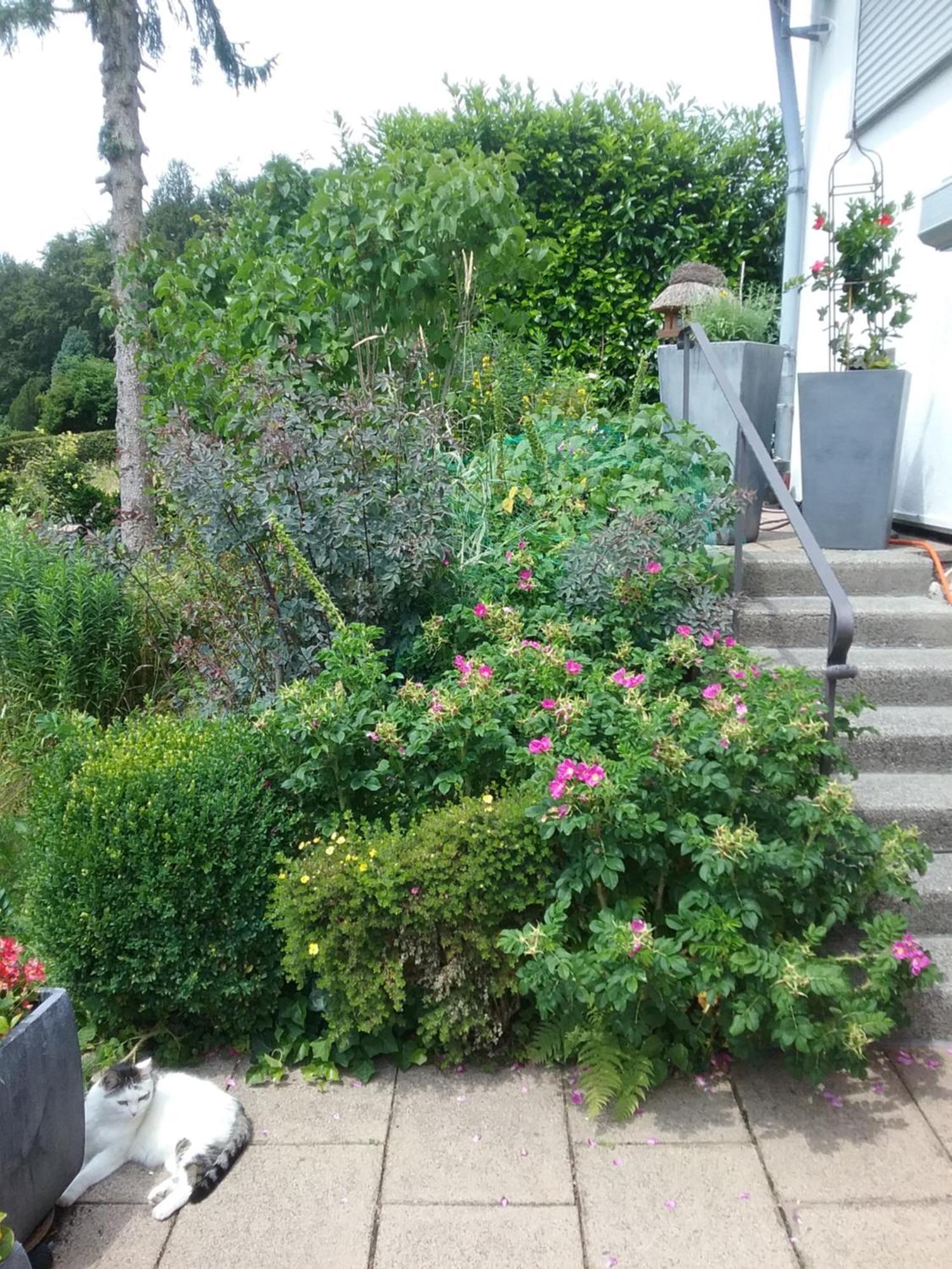 Perlenbachtal Apartment Monschau Ngoại thất bức ảnh